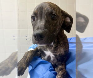 American Staffordshire Terrier-Unknown Mix Dogs for adoption in San Antonio, TX, USA