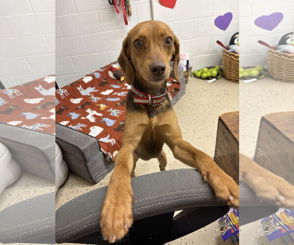 Medium Photo #2 Beagle-Pointer Mix Puppy For Sale in York, SC, USA