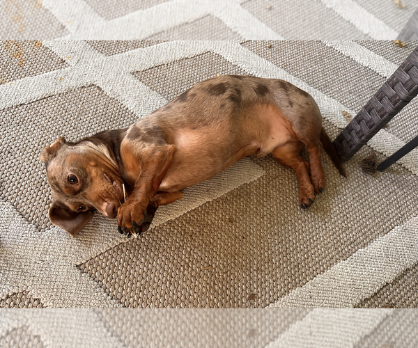 Medium Photo #5 Dachshund Puppy For Sale in Weston, FL, USA