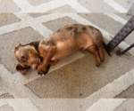 Small Photo #5 Dachshund Puppy For Sale in Weston, FL, USA