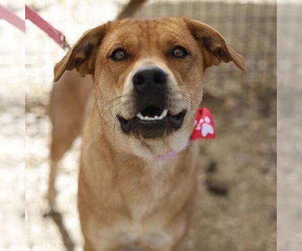 Medium Photo #1 Carolina Dog-Unknown Mix Puppy For Sale in San Antonio, TX, USA