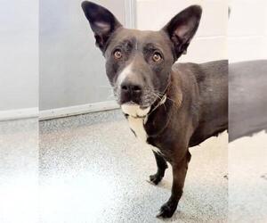 American Pit Bull Terrier-Unknown Mix Dogs for adoption in Houston, TX, USA