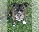 Small #5 American Pit Bull Terrier Mix