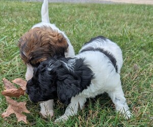 Doodle-Poodle (Miniature) Mix Litter for sale in MORGANTON, NC, USA