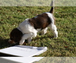Small Photo #7 Brittany Puppy For Sale in HAMILTON, GA, USA