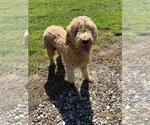 Small Photo #1 Goldendoodle (Miniature) Puppy For Sale in GIRARD, KS, USA