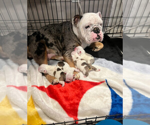 English Bulldog Litter for sale in WATER VIEW, VA, USA