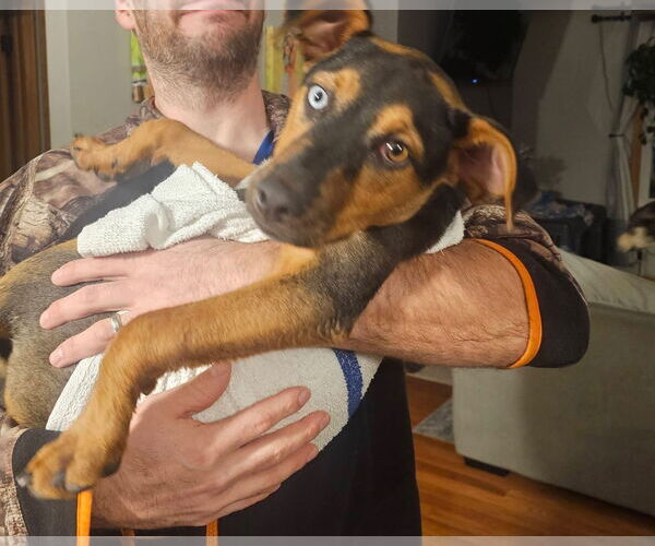 Medium Photo #3 Doberman Pinscher-Unknown Mix Puppy For Sale in New London, WI, USA