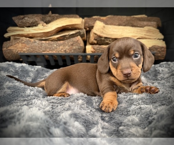 Medium Photo #1 Dachshund Puppy For Sale in ROCKWALL, TX, USA