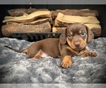 Puppy Chloe Dachshund