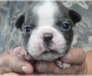 Medium Boston Terrier