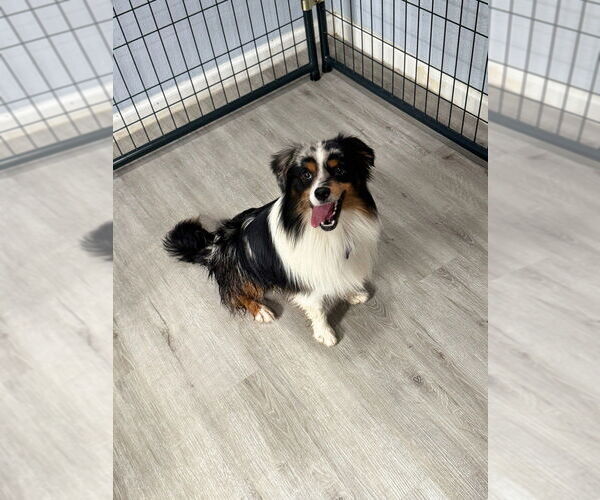 Medium Photo #3 Australian Shepherd Puppy For Sale in Oak Bluffs, MA, USA