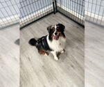 Small #2 Australian Shepherd