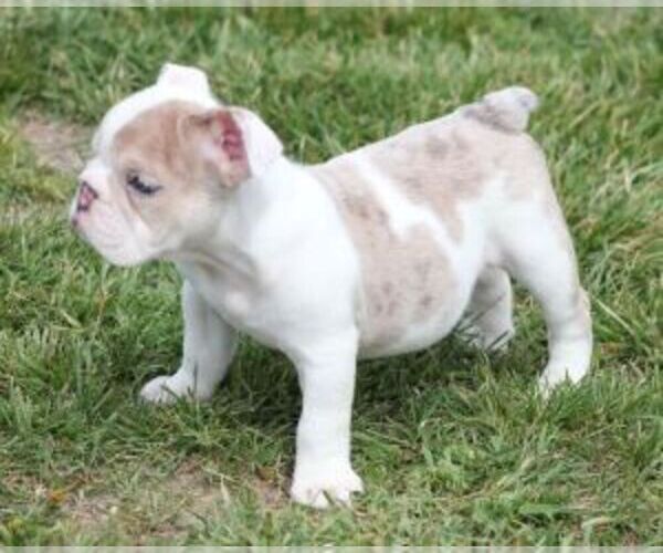 Medium Photo #4 Bulldog Puppy For Sale in MARSHFIELD, MO, USA