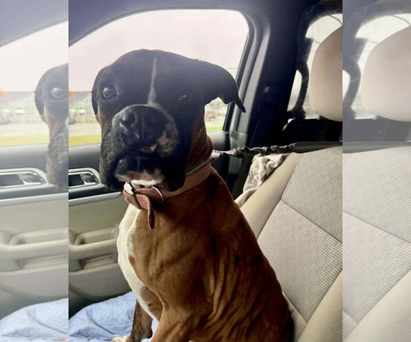 Medium Photo #1 Boxer Puppy For Sale in Dumont, NJ, USA