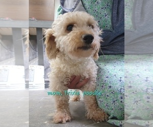 Mother of the Doxle-Poodle (Toy) Mix puppies born on 04/19/2025