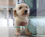 Small Photo #1 Doxle-Poodle (Toy) Mix Puppy For Sale in GREENWOOD, WI, USA
