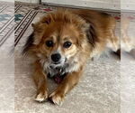 Small #4 Pomeranian Mix