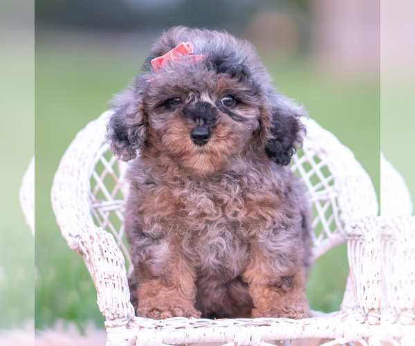 Medium Photo #22 Poodle (Toy) Puppy For Sale in WARSAW, IN, USA