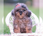 Small #1 Poodle (Toy)