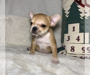 French Bulldog Puppy for sale in JOHNS ISLAND, SC, USA