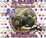 Small Photo #4 Dachshund Puppy For Sale in San Antonio, TX, USA