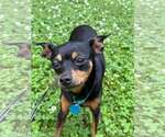 Small #1 Miniature Pinscher