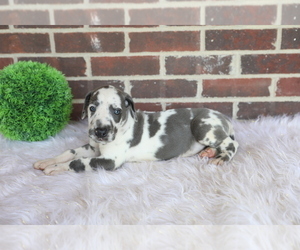 Great Dane Puppy for sale in GOSHEN, IN, USA