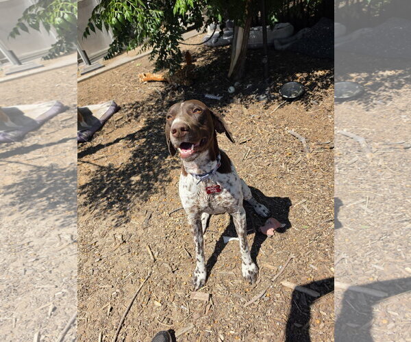 Medium Photo #1 German Shorthaired Pointer Puppy For Sale in Las Vegas, NV, USA