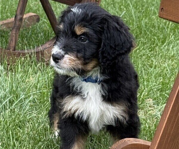 Medium Photo #1 Bernedoodle Puppy For Sale in SPRINGFIELD, OH, USA