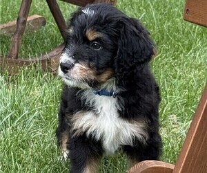 Medium Bernedoodle