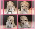 Small Photo #5 Goldendoodle Puppy For Sale in VESTA, MN, USA
