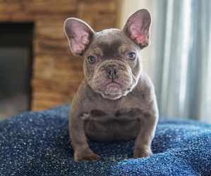 French Bulldog Puppy for Sale in WHEATFIELD, Indiana USA