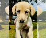 Puppy Mellow Female German Shepherd Dog-Labradoodle Mix