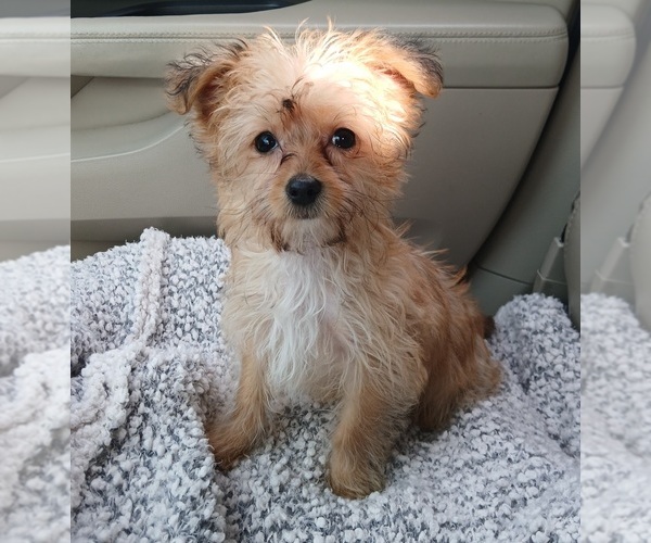 Medium Photo #3 Yorkipoo Puppy For Sale in SALEM, MA, USA