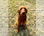Small Photo #1 Goldendoodle-Poodle (Miniature) Mix Puppy For Sale in SOUTH JORDAN, UT, USA