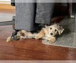 Major - Male Yo-Chon Puppy for Sale - Small photo
