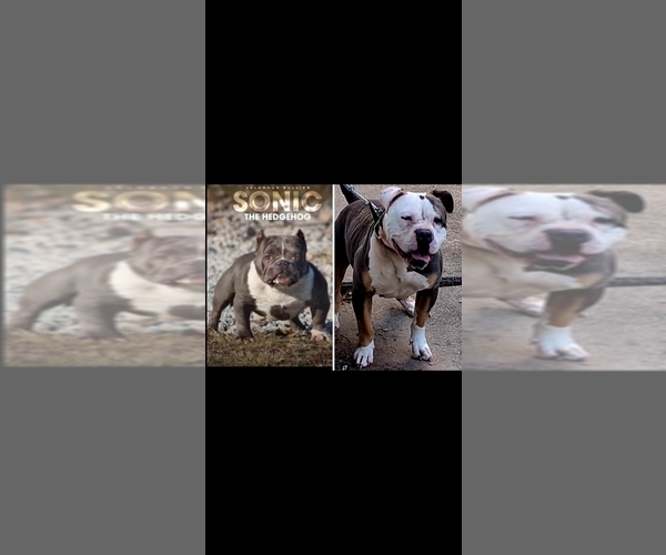 Medium Photo #1 American Bully Puppy For Sale in SAGINAW, MI, USA