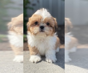 Shih Tzu Puppy for sale in CANOGA, NY, USA
