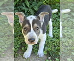 Small #2 Labrador Retriever Mix