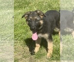 Small Photo #5 German Shepherd Dog Puppy For Sale in SUMPTER TWP, MI, USA