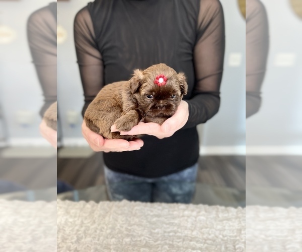 Medium Photo #8 Shih Tzu Puppy For Sale in BUFORD, GA, USA