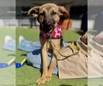 Small Photo #6 Labrador Retriever-Unknown Mix Puppy For Sale in San Diego, CA, USA