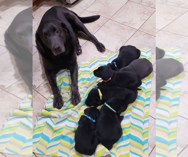 Medium Photo #184 Labrador Retriever Puppy For Sale in OLYMPIA, WA, USA