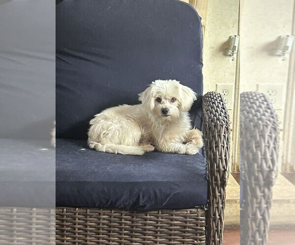 Medium Photo #2 Maltese Puppy For Sale in San Diego , CA, USA