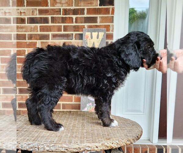 Medium Photo #6 F2 Aussiedoodle Puppy For Sale in COLUMBIA, TN, USA