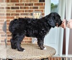 Small #5 F2 Aussiedoodle