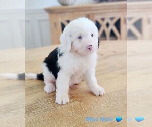 Bernedoodle Puppy for sale in GULF SHORES, AL, USA