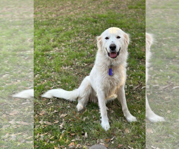 Medium Photo #7 Great Pyrenees Puppy For Sale in Spring, TX, USA