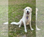 Small #6 Great Pyrenees